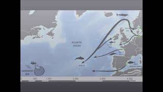 Where do eels come from? New research tracks eels on their journey to Sargasso Sea