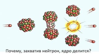 Почему, захватив нейтрон, ядро делится?