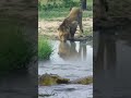 pertarungan antara dua ekor buaya | singa hanya menyaksikan #shorts #animalsworld #lion #crocodile