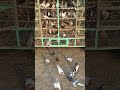 #short  pigeons enterd in loft