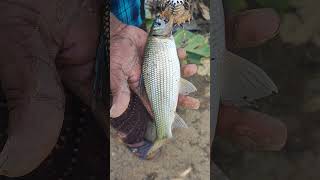 സ്പൈഡർ ചൂണ്ടയിൽ കിട്ടിയത്  🎣😳 🥰, # fishing, #pullan, #100,#100m,#viral,#trending,#China,# UK