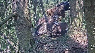 Mazais ērglis~Anna comes home for feeding Perle~1:53 PM 2021/07/12