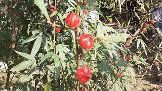 പുളിവെണ്ട. മത്തി പുളി. മദ്രാസിപ്പുളി . Gongura. റോസല്ലീ. ഹിബിസ്‌കസ് സാബ് ഡരിഫ'. #shorts.