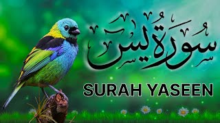 Surah Yaseen | Yasin | Episode 131 | Daily Quran Tilawat Surah Yasin Surah Rahman Full HD Complete