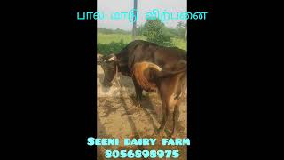 பால் மாடு விற்பனை... திருநெல்வேலி மாவட்டம் ஆனைகுளம்.. 8056898975