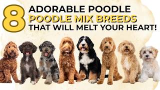Top 8 Poodle Mix Breeds That Will Melt Your Heart ❤️ (Cutest Doodles Ever!)