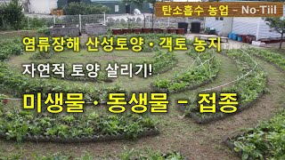 염류장해 산성토양 객토 농지 토양 살리기 원원종미생물 접종- 2