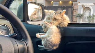 A man guided and encouraged the stray cat mom… she brought her kittens into my car.