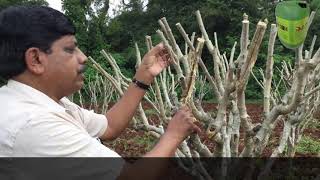 In mulberry tree plantation, in one acre 400 DFLS can be reared. Dr soil used