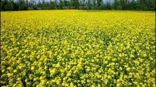 Amazing mustard Crop : Organic farming | Mustard farming ! !