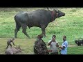 Download A Cable entangled with the buffalo's neck ! In Mp4 3Gp Full HD Video