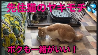 先住猫が子猫にヤキモチ‼️