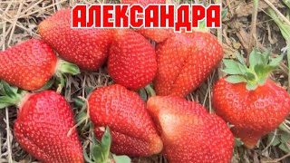 Клубника АЛЕКСАНДРА, новика КСД!