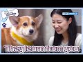 🤣They learn by watching you🤣 [Dogs are incredible : EP.181-2] | KBS WORLD TV 230808