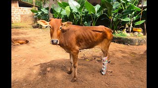 Cows are Fitted with Custom-Made Prosthetics: a Historical Moment for Goa