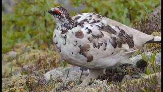 Rock Ptarmigan in Iceland