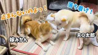 暴走嫁柴犬を止められるのは夫白柴しかいない！笑