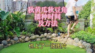 秋黄瓜和秋豆角，播种时间及种植方法