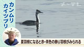 【藤前干潟の生き物たち】カンムリカイツブリ（学名Podiceps cristatus）　うごく生き物ずかん