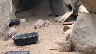 ミーアキャット meerkat Los Angeles zoo