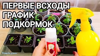 ПЕРВЫЕ ВСХОДЫ ЦВЕТОВ, ЧТО ДАЛЬШЕ? ПИКИРОВКА/ ПОДКОРМКИ РАССАДЫ