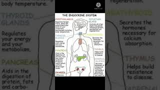 The Endocrine System💯.# please like and share the video...