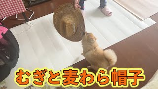 同じむぎなのでいつも以上にイタズラに気合いが入るポメラニアン