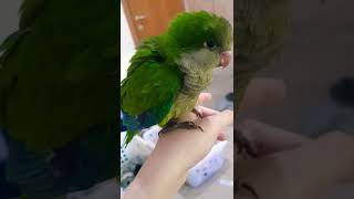 More of My Rescue Quaker Parrot