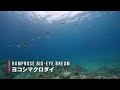 scuba diving in the paradise like sea of ishigaki island japan.