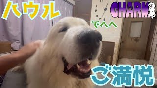 【ご機嫌ハウル】待ってました猪肉！【Great Pyrenees】