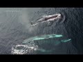 Spectacular Footage Shows Calf Among Pod of Fin Whales Off California Coast