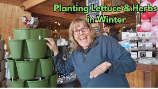 Planting herbs and lettuce for winter salads 1