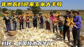 小伙教非洲农民种植玉米，学习后产量暴增十倍，村民们个个乐开花