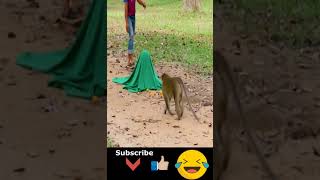 Prank Monkey with Fake Tiger | Try To Stop Laugh 2021 #shorts 🐕