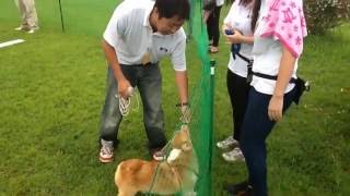 【ドッグスポーツ】ダッシュ・ハードルオープンクラス・動物・学校・新潟・長野