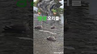 활력을 주는오리들 🦆 #야생