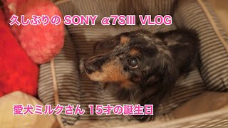 久しぶりのSONY α7SⅢ VLOG 愛犬ミルクさん15才の誕生日 #997 [4K]