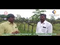 mahogany plantation grape farming ಮಹೋಗಾನಿ ತೋಟ ದ್ರಾಕ್ಷಿ ಕೃಷಿಯೊಂದಿಗೆ