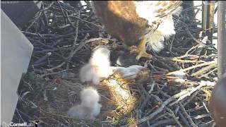 2014 04 28 RTH Big Red zieht das Küken aus Versehen aus der Schüssel