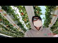 4k smart farming industry korea 4k video strawberry