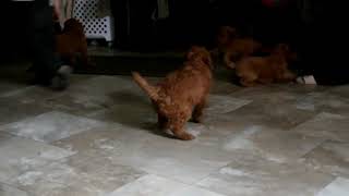 F1B Mini Labradoodle Puppies For Sale Stephen and Lydia Fisher Litter 1