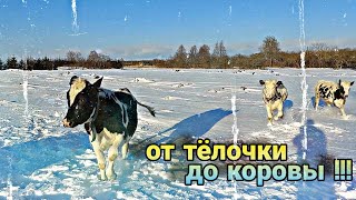 Как получить молочную корову // ПОИМ ТЕЛЯТ ПРАВИЛЬНО !!!