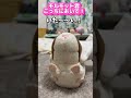 かわいい！カメラに近づくモルモット モルモット shorts ぬいぐるみ softtoys かわいい 癒し 超ときめき♡宣伝部 最上級にかわいいの animals cute