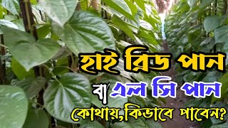 হাই ব্রিড পান বা এল সি পান চাষ পদ্ধতি বিস্তারিত | কৃষকের কথা