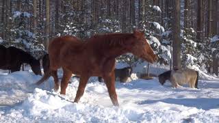 ノースポールステイブル2021　快晴　吹雪　雪の中の馬たちの過ごし方