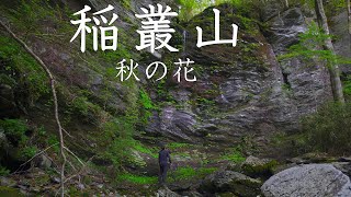 【登山】稲叢山　秋の花　2024年9月29日（高知県）【登山　高知】【登山　四国】