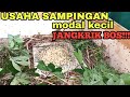 Jangkrik alam umur dua puluh hari