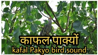 Kafal Pako Bird Sound | Kafal pako mi na chakhyo. Kafal Pakyo (bird sound)