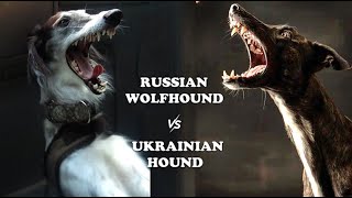 Borzoi (Russian Sighthound) Vs Chortai (Ukrainian Greyhound) Dog