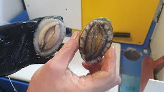 전복손질...전복회~~abalone..鲍鱼